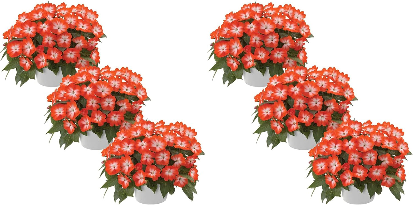 Live Flowering New Guinea Impatiens - Grower's Choice Assorted Colors (3 Plants Per Pack) - Beautiful Shade Flowers - 12" Tall by 5" Wide in 1 Qt Pot