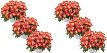 Live Flowering New Guinea Impatiens - Grower's Choice Assorted Colors (3 Plants Per Pack) - Beautiful Shade Flowers - 12" Tall by 5" Wide in 1 Qt Pot