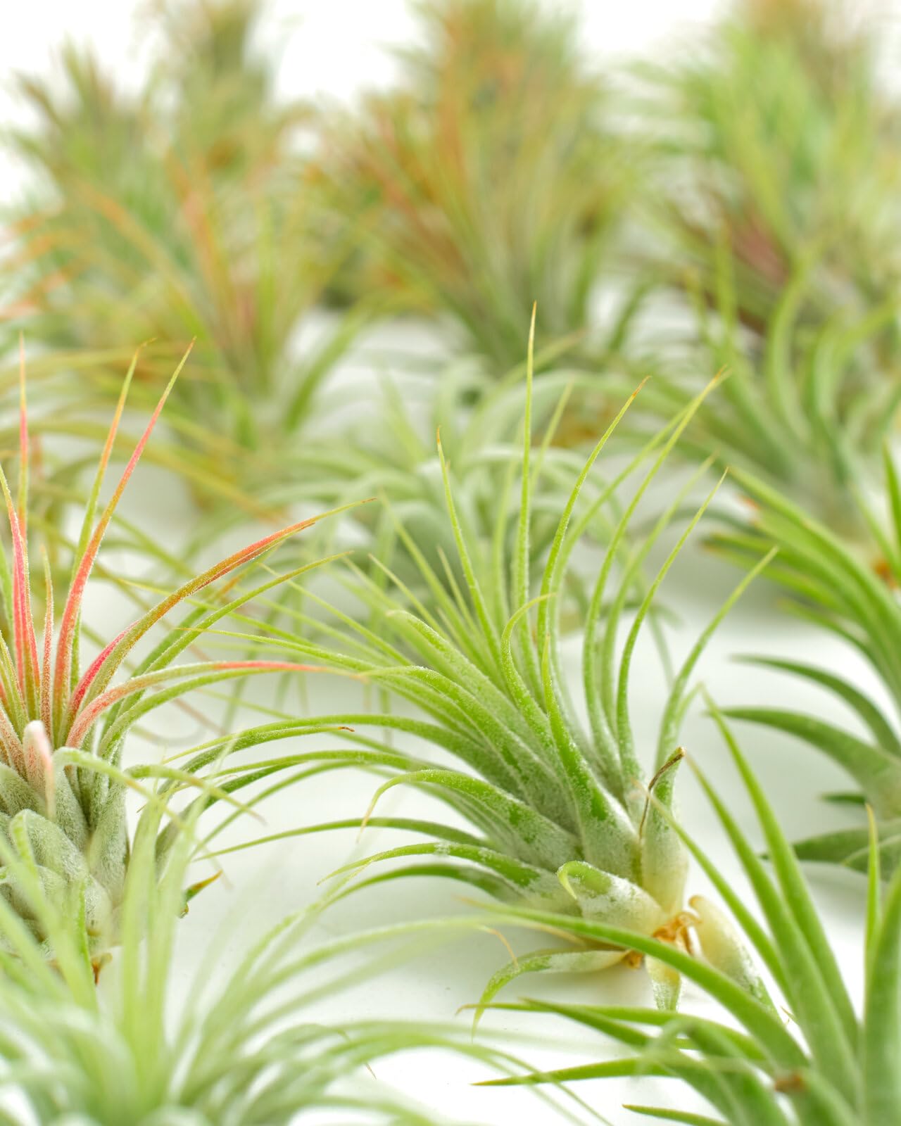 Shop Succulents | Assorted Collection of Tropical Tillandsia Air Plant Kit, Hand Selected Variety Pack | Collection of 12
