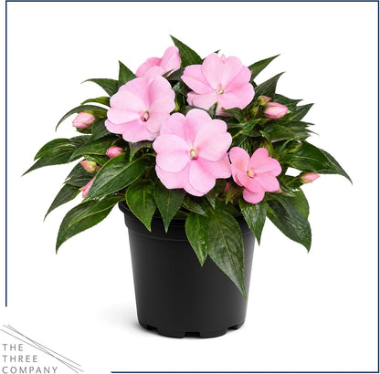 Live Flowering New Guinea Impatiens - Grower's Choice Assorted Colors (3 Plants Per Pack) - Beautiful Shade Flowers - 12" Tall by 5" Wide in 1 Qt Pot