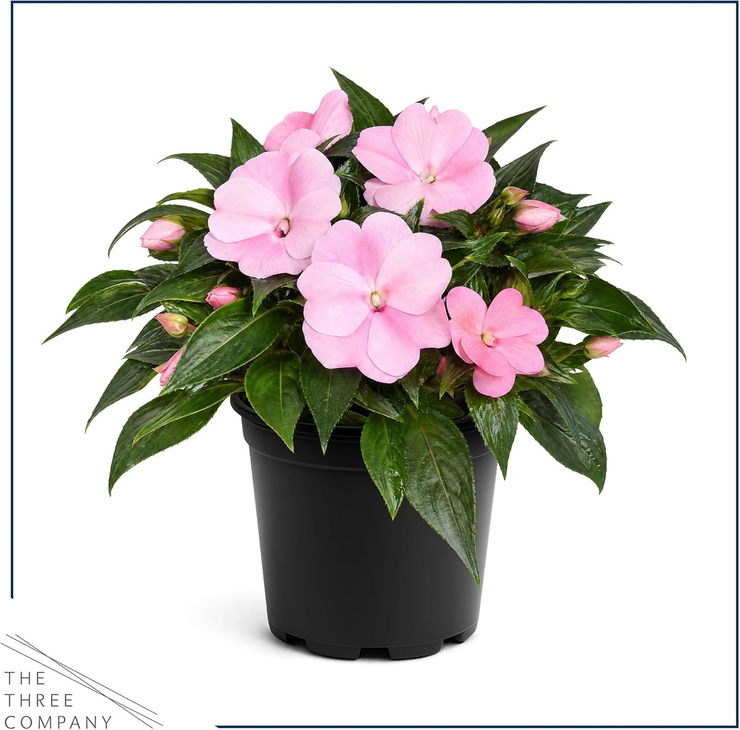 Live Flowering New Guinea Impatiens - Grower's Choice Assorted Colors (3 Plants Per Pack) - Beautiful Shade Flowers - 12" Tall by 5" Wide in 1 Qt Pot