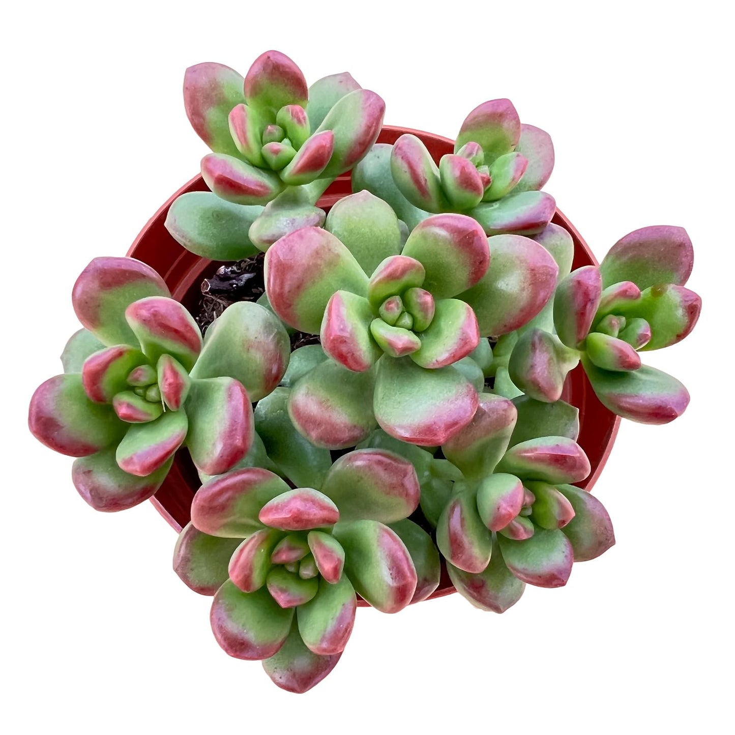 Sprout N Green 4'' Sedum lucidum Obesum, Live Succulent Fully Rooted in Pots with Soil Mix, Rare House Plant for Home Office Indoor Outdoor Wedding Decor, DIY Projects, Party Favor