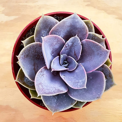 Sprout N Green 4'' Sedum lucidum Obesum, Live Succulent Fully Rooted in Pots with Soil Mix, Rare House Plant for Home Office Indoor Outdoor Wedding Decor, DIY Projects, Party Favor