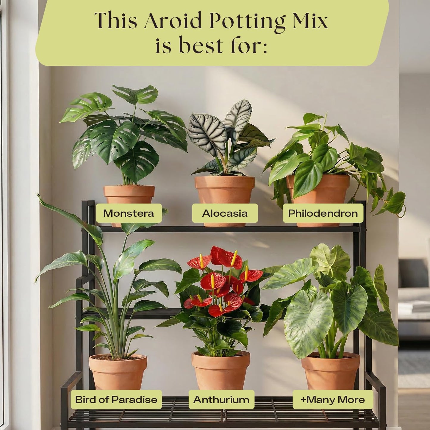 Rosy Soil Cactus Soil – Organic Succulent Potting Mix, Chunky Fast Draining, Peat-Free, Root Boosting Mix for AloeVera, Cacti, Indoor Succulents - 4qt