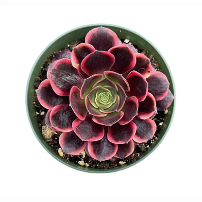 Sprout N Green 4'' Sedum lucidum Obesum, Live Succulent Fully Rooted in Pots with Soil Mix, Rare House Plant for Home Office Indoor Outdoor Wedding Decor, DIY Projects, Party Favor