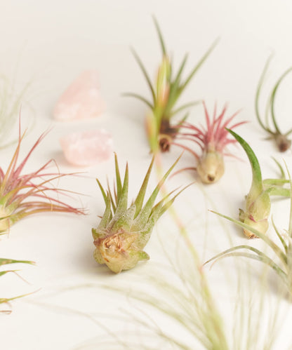 Shop Succulents | Assorted Collection of Tropical Tillandsia Air Plant Kit, Hand Selected Variety Pack | Collection of 12