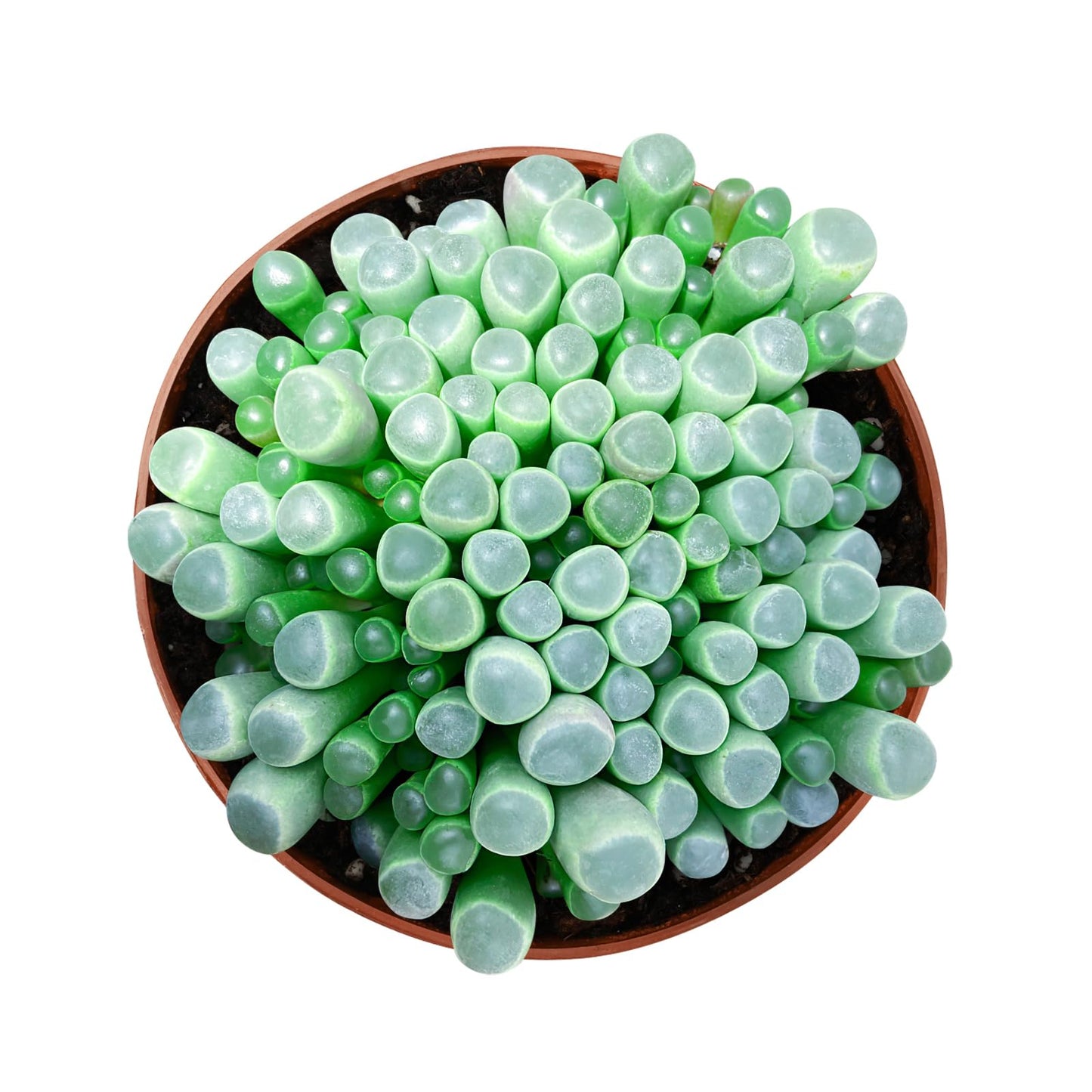 Othonna Capensis Ruby Necklace Live Succulent Plant (4-inch), Fully Rooted Trailing Houseplant for Hanging Baskets, Low Maintenance Home & Office Decor, Ideal Gift for Plant Lovers