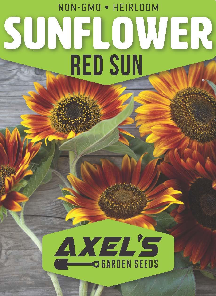 Red Sunflower Seeds for Planting - 50 Heirloom Non GMO Velvet Queen Flower Seeds Plant & Grow Home Outdoor Annual Garden - 1 Packet