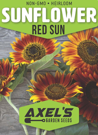 Red Sunflower Seeds for Planting - 50 Heirloom Non GMO Velvet Queen Flower Seeds Plant & Grow Home Outdoor Annual Garden - 1 Packet