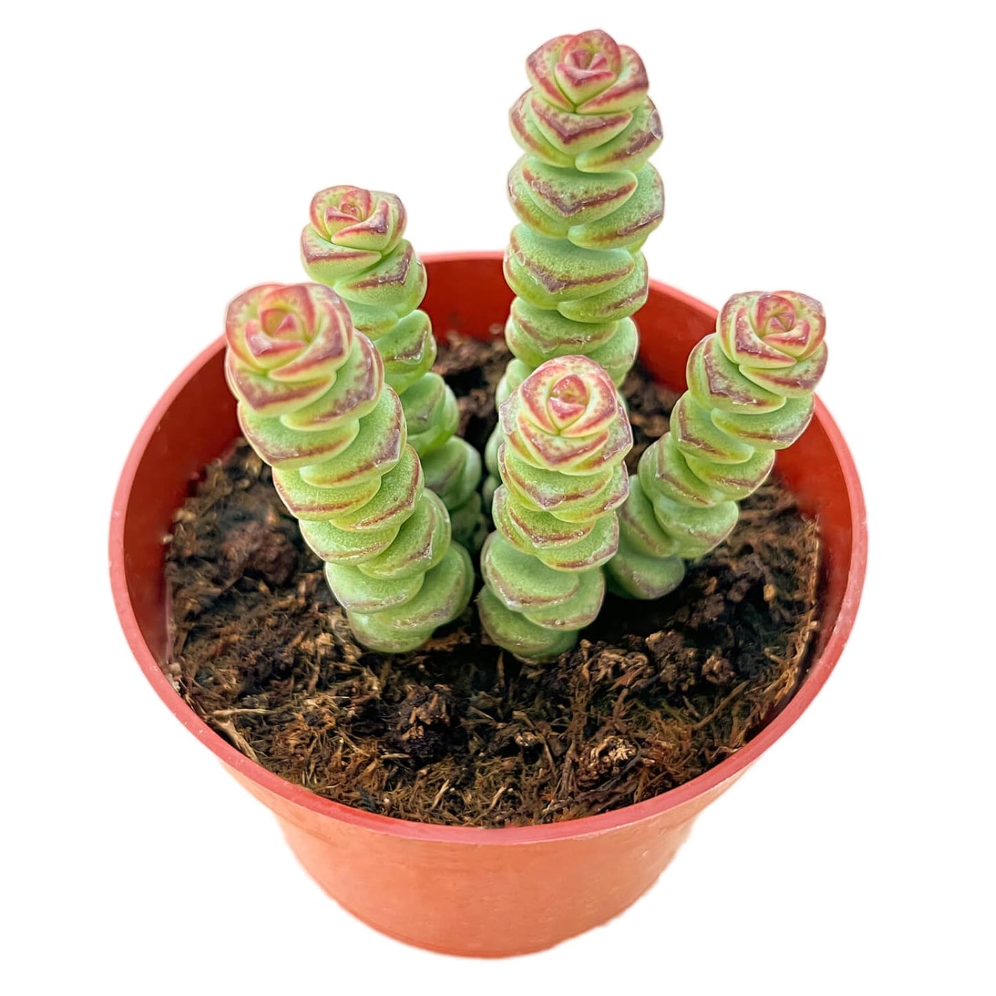 Othonna Capensis Ruby Necklace Live Succulent Plant (4-inch), Fully Rooted Trailing Houseplant for Hanging Baskets, Low Maintenance Home & Office Decor, Ideal Gift for Plant Lovers