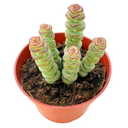 Othonna Capensis Ruby Necklace Live Succulent Plant (4-inch), Fully Rooted Trailing Houseplant for Hanging Baskets, Low Maintenance Home & Office Decor, Ideal Gift for Plant Lovers