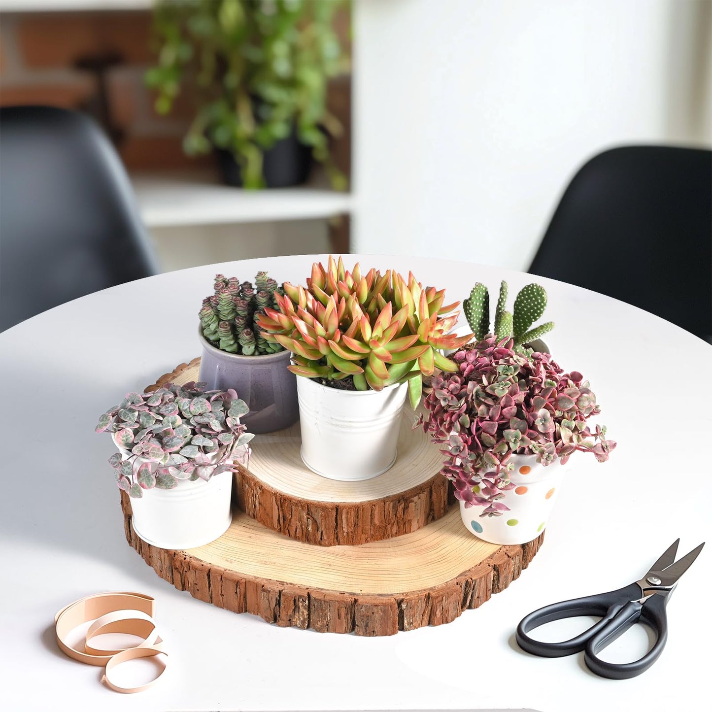 Othonna Capensis Ruby Necklace Live Succulent Plant (4-inch), Fully Rooted Trailing Houseplant for Hanging Baskets, Low Maintenance Home & Office Decor, Ideal Gift for Plant Lovers