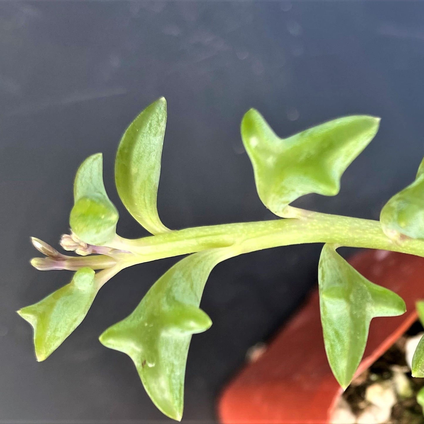 Sprout N Green 4'' Sedum lucidum Obesum, Live Succulent Fully Rooted in Pots with Soil Mix, Rare House Plant for Home Office Indoor Outdoor Wedding Decor, DIY Projects, Party Favor
