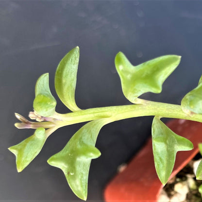 Sprout N Green 4'' Sedum lucidum Obesum, Live Succulent Fully Rooted in Pots with Soil Mix, Rare House Plant for Home Office Indoor Outdoor Wedding Decor, DIY Projects, Party Favor