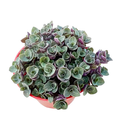 Sprout N Green 4'' Sedum lucidum Obesum, Live Succulent Fully Rooted in Pots with Soil Mix, Rare House Plant for Home Office Indoor Outdoor Wedding Decor, DIY Projects, Party Favor