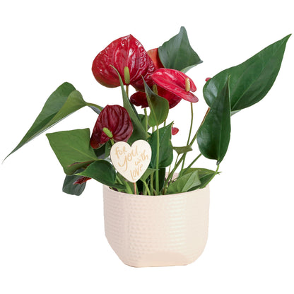Costa Farms Live Anthurium Indoor Houseplant, Flamingo Flower with Heart-Shaped Red Blooms, 10-14 Inches Tall in Decorative Pot, Natural Air Purifier for Home or Office Decor, Gift for Her