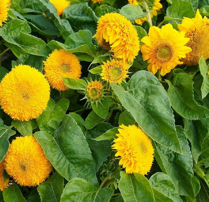 Red Sunflower Seeds for Planting - 50 Heirloom Non GMO Velvet Queen Flower Seeds Plant & Grow Home Outdoor Annual Garden - 1 Packet