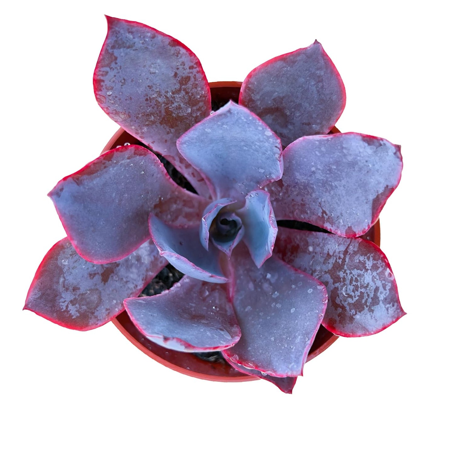 Sprout N Green 4'' Sedum lucidum Obesum, Live Succulent Fully Rooted in Pots with Soil Mix, Rare House Plant for Home Office Indoor Outdoor Wedding Decor, DIY Projects, Party Favor