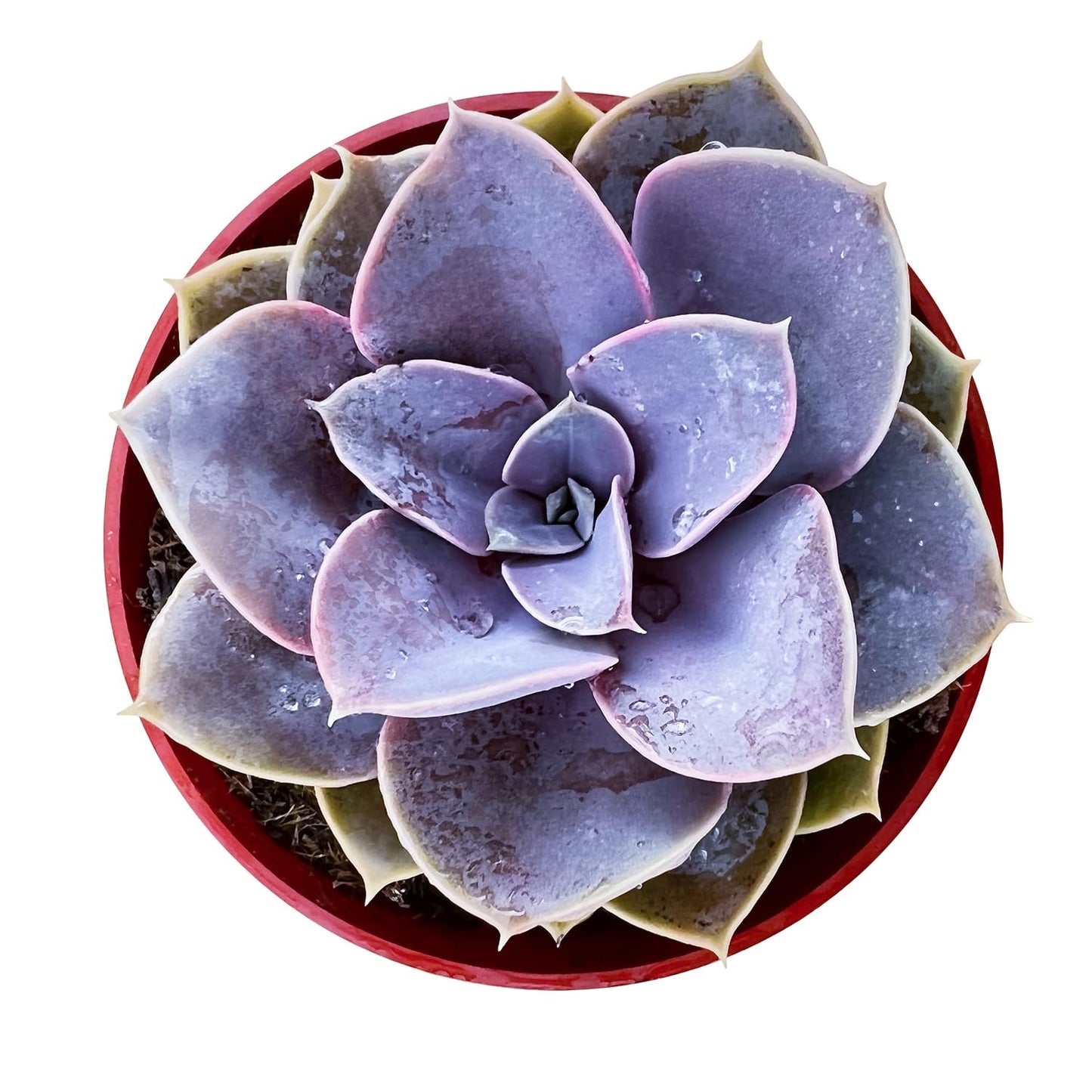 Sprout N Green 4'' Sedum lucidum Obesum, Live Succulent Fully Rooted in Pots with Soil Mix, Rare House Plant for Home Office Indoor Outdoor Wedding Decor, DIY Projects, Party Favor