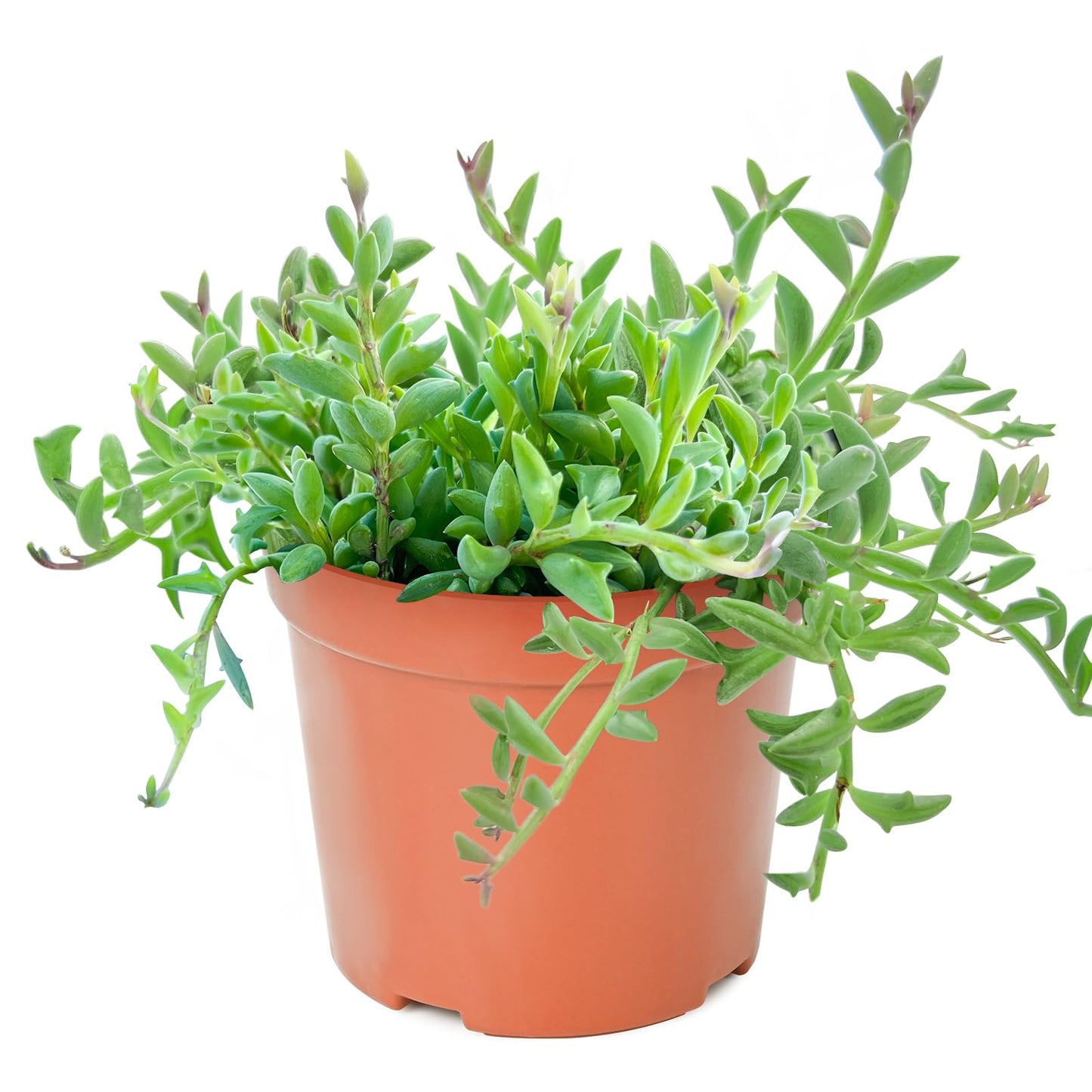 Sprout N Green 4'' Sedum lucidum Obesum, Live Succulent Fully Rooted in Pots with Soil Mix, Rare House Plant for Home Office Indoor Outdoor Wedding Decor, DIY Projects, Party Favor