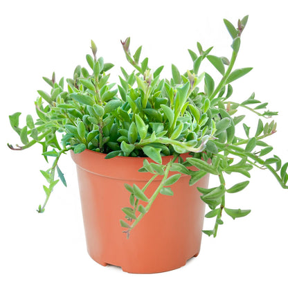 Sprout N Green 4'' Sedum lucidum Obesum, Live Succulent Fully Rooted in Pots with Soil Mix, Rare House Plant for Home Office Indoor Outdoor Wedding Decor, DIY Projects, Party Favor