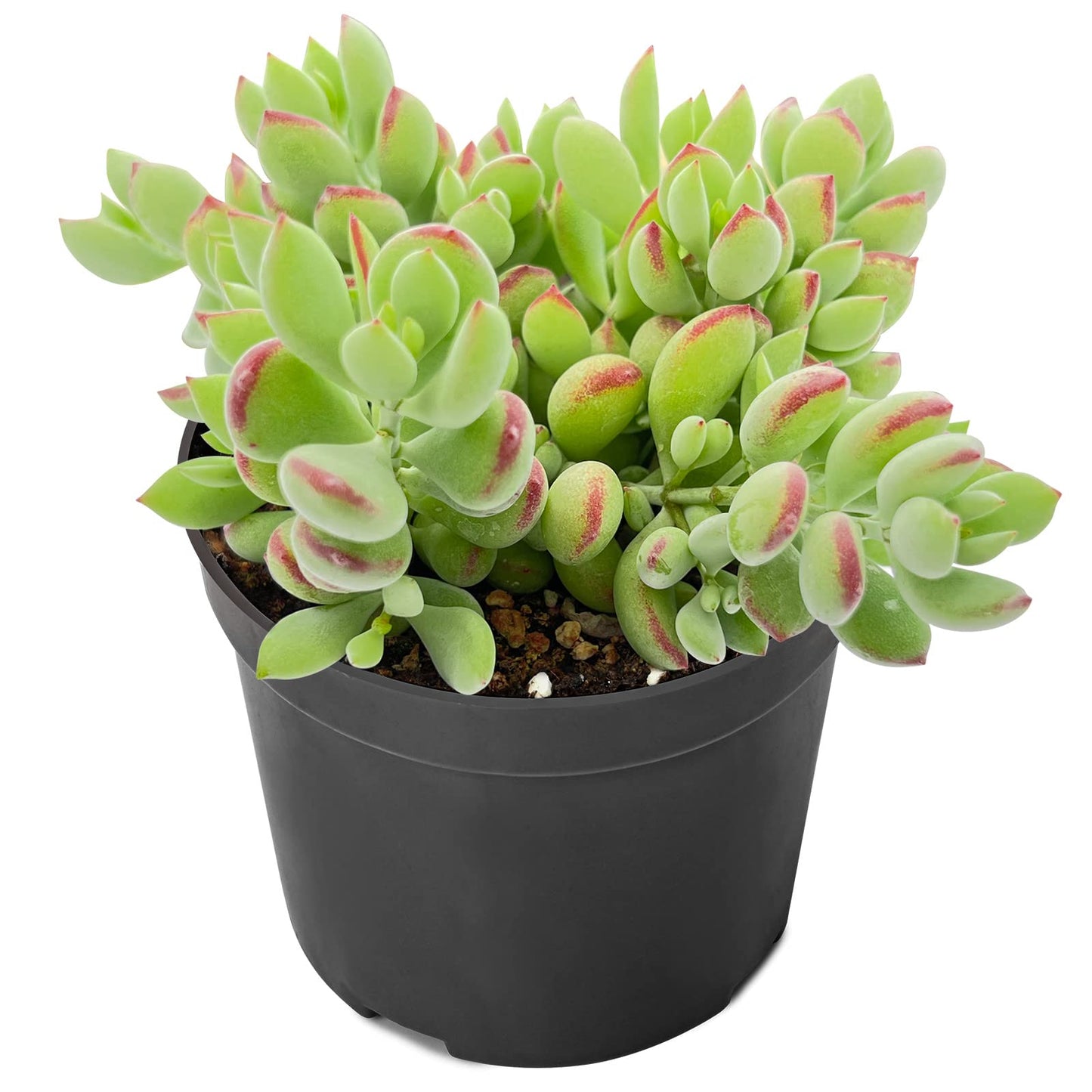 Sprout N Green 4'' Sedum lucidum Obesum, Live Succulent Fully Rooted in Pots with Soil Mix, Rare House Plant for Home Office Indoor Outdoor Wedding Decor, DIY Projects, Party Favor