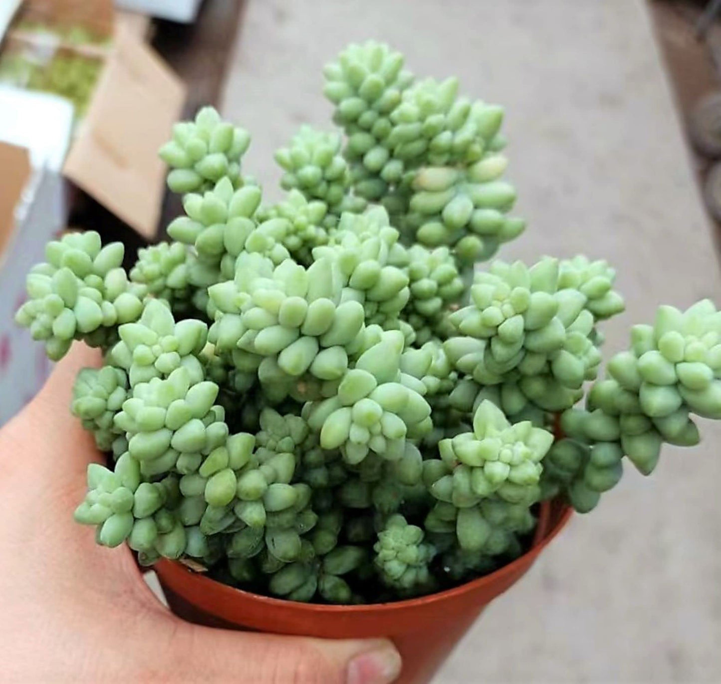 Sprout N Green 4'' Sedum lucidum Obesum, Live Succulent Fully Rooted in Pots with Soil Mix, Rare House Plant for Home Office Indoor Outdoor Wedding Decor, DIY Projects, Party Favor