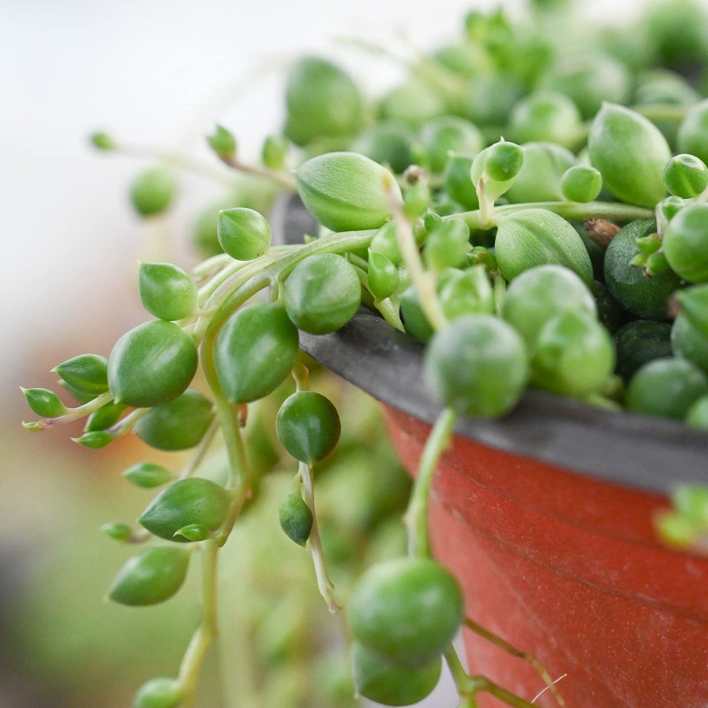 Sprout N Green 4'' Sedum lucidum Obesum, Live Succulent Fully Rooted in Pots with Soil Mix, Rare House Plant for Home Office Indoor Outdoor Wedding Decor, DIY Projects, Party Favor