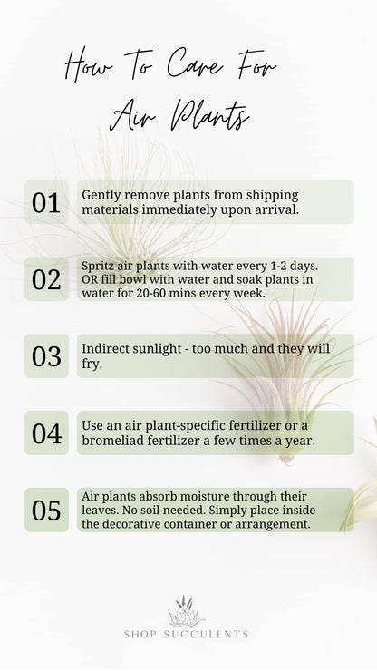 Shop Succulents | Assorted Collection of Tropical Tillandsia Air Plant Kit, Hand Selected Variety Pack | Collection of 12