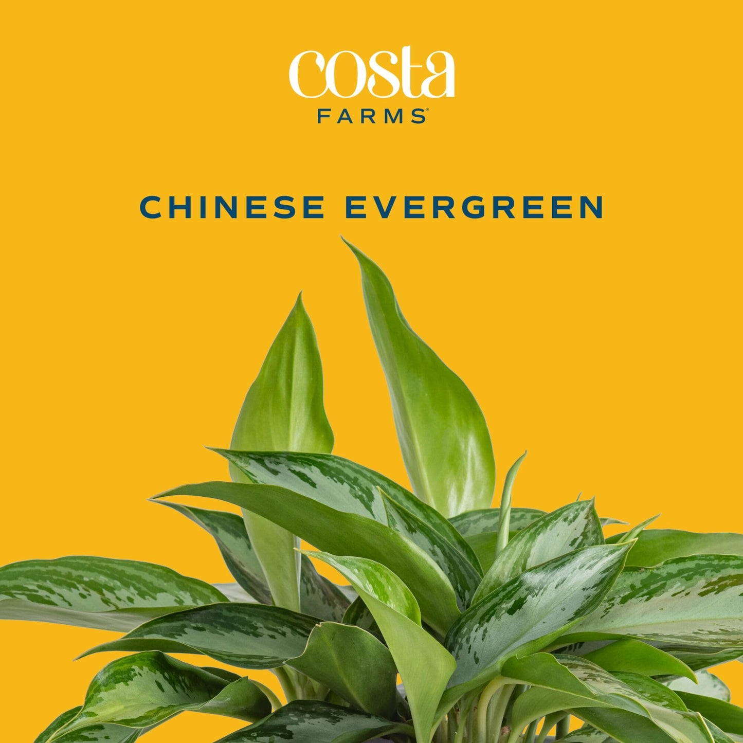 Costa Farms Chinese Evergreen Live Plant in Decorative Pot, Easy to Maintain, Air Purifying Indoor Houseplant, Home, Room, or Office Decor, House Warming or Birthday Gift, 12-18 Inches Tall
