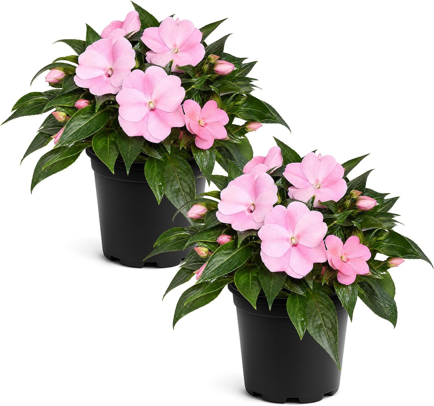 Live Flowering New Guinea Impatiens - Grower's Choice Assorted Colors (3 Plants Per Pack) - Beautiful Shade Flowers - 12" Tall by 5" Wide in 1 Qt Pot