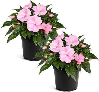 Live Flowering New Guinea Impatiens - Grower's Choice Assorted Colors (3 Plants Per Pack) - Beautiful Shade Flowers - 12" Tall by 5" Wide in 1 Qt Pot