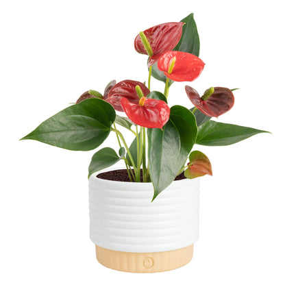 Costa Farms Live Anthurium Indoor Houseplant, Flamingo Flower with Heart-Shaped Red Blooms, 10-14 Inches Tall in Decorative Pot, Natural Air Purifier for Home or Office Decor, Gift for Her
