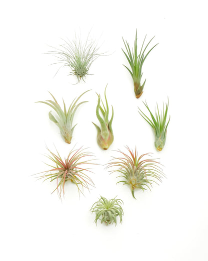 Shop Succulents | Assorted Collection of Tropical Tillandsia Air Plant Kit, Hand Selected Variety Pack | Collection of 12