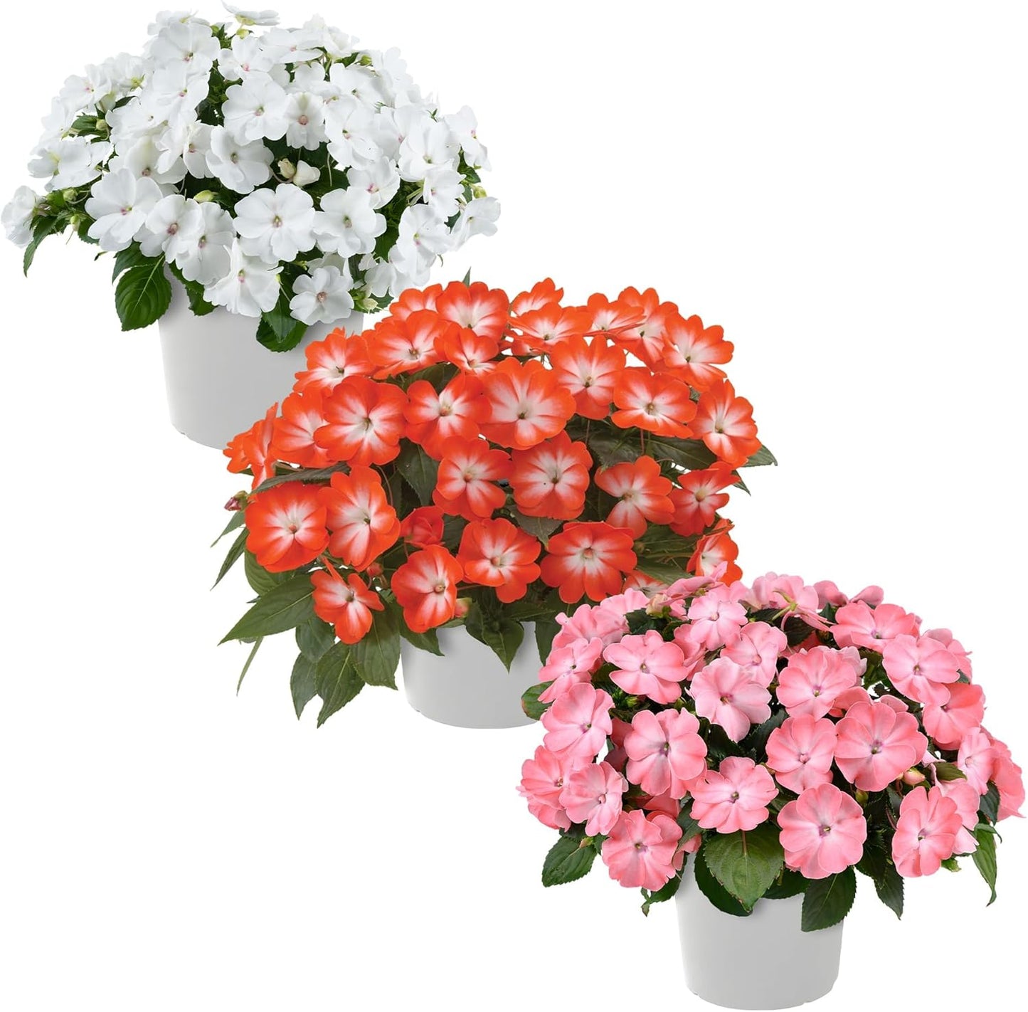 Live Flowering New Guinea Impatiens - Grower's Choice Assorted Colors (3 Plants Per Pack) - Beautiful Shade Flowers - 12" Tall by 5" Wide in 1 Qt Pot