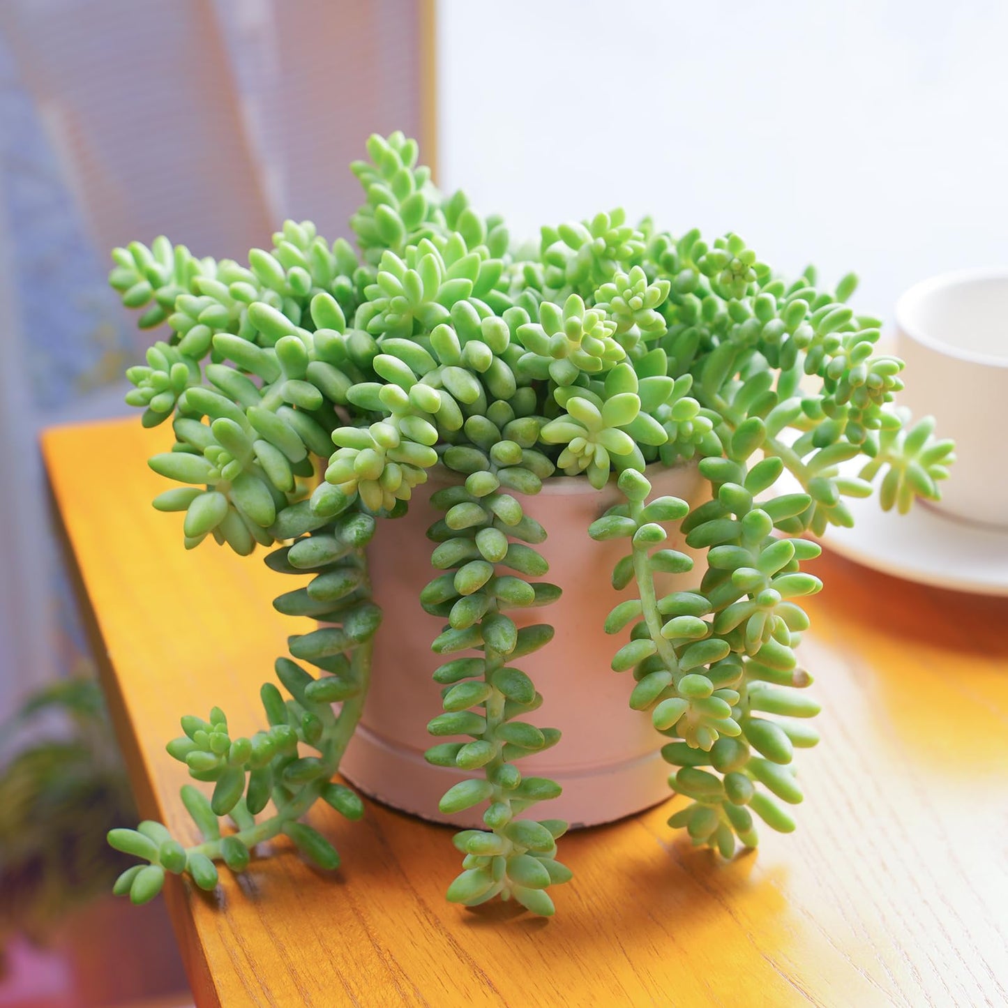 Sprout N Green 4'' Sedum lucidum Obesum, Live Succulent Fully Rooted in Pots with Soil Mix, Rare House Plant for Home Office Indoor Outdoor Wedding Decor, DIY Projects, Party Favor