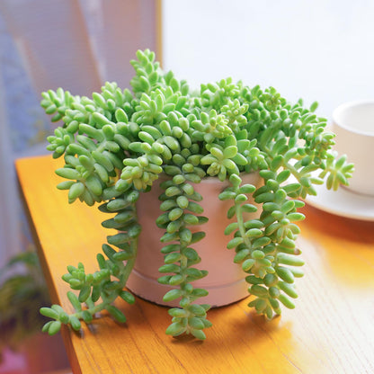 Sprout N Green 4'' Sedum lucidum Obesum, Live Succulent Fully Rooted in Pots with Soil Mix, Rare House Plant for Home Office Indoor Outdoor Wedding Decor, DIY Projects, Party Favor
