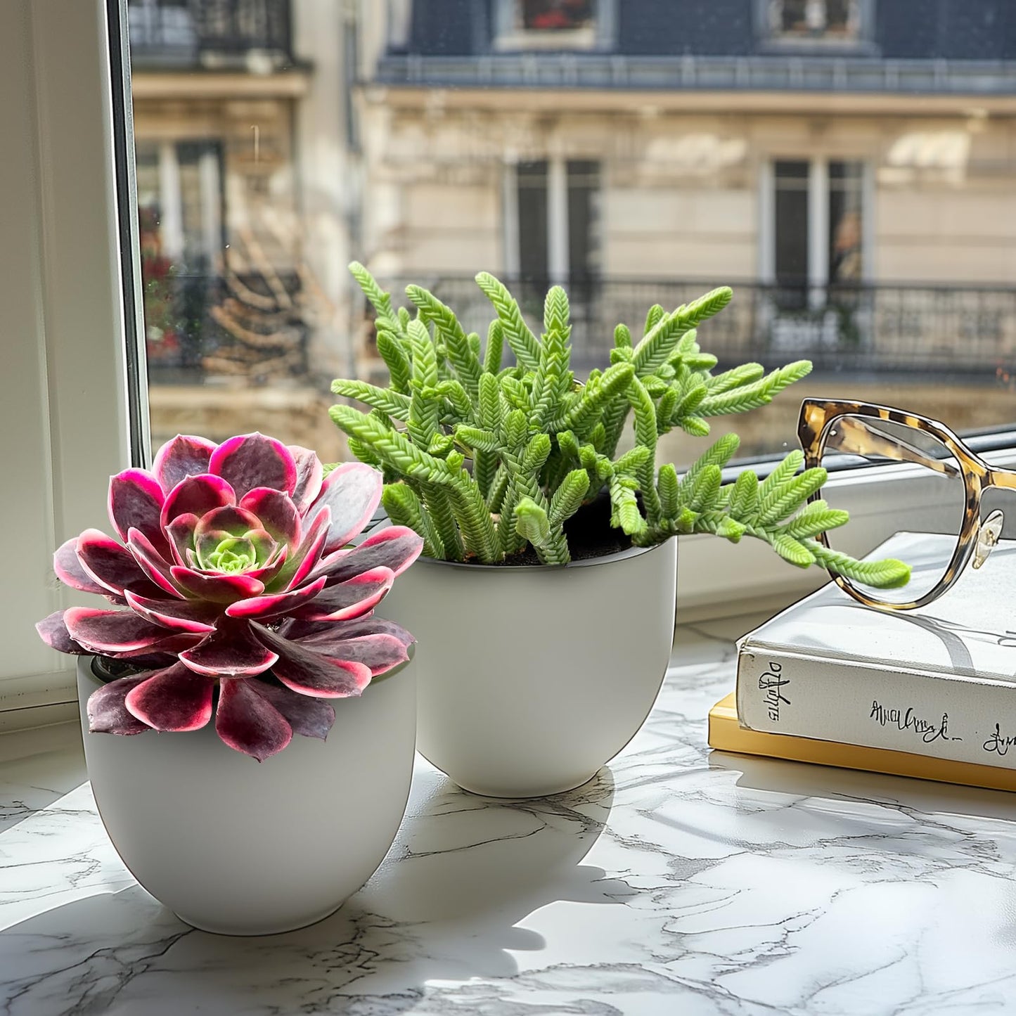 Othonna Capensis Ruby Necklace Live Succulent Plant (4-inch), Fully Rooted Trailing Houseplant for Hanging Baskets, Low Maintenance Home & Office Decor, Ideal Gift for Plant Lovers