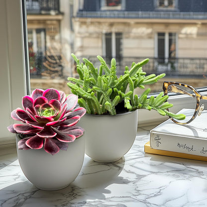 Othonna Capensis Ruby Necklace Live Succulent Plant (4-inch), Fully Rooted Trailing Houseplant for Hanging Baskets, Low Maintenance Home & Office Decor, Ideal Gift for Plant Lovers