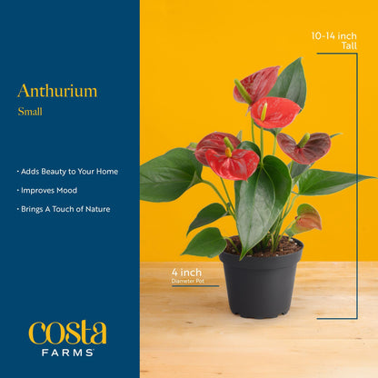 Costa Farms Live Anthurium Indoor Houseplant, Flamingo Flower with Heart-Shaped Red Blooms, 10-14 Inches Tall in Decorative Pot, Natural Air Purifier for Home or Office Decor, Gift for Her