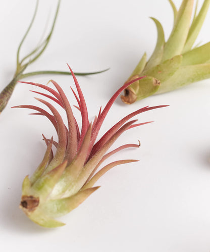 Shop Succulents | Assorted Collection of Tropical Tillandsia Air Plant Kit, Hand Selected Variety Pack | Collection of 12