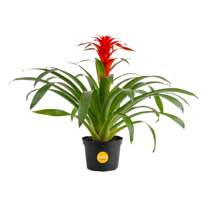 Costa Farms Bromeliad Live Plant in Decorative Pot, Flowering Indoor Houseplant, Perfect for Home, Room, or Office Decor, Great House Warming or Birthday Gift, 16-20 Inches Tall