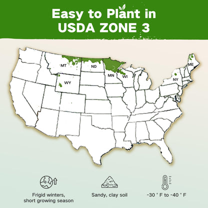 Lush&Dew Year-Round USDA Zone 9 Seed Bank, Gardening Gifts for Women Men, 32 Varieties Non-GMO Heirloom Seeds of Vegetables Herbs Fruits, Gift for Mom Dad, Survival Seed Kit for Raised Garden Beds
