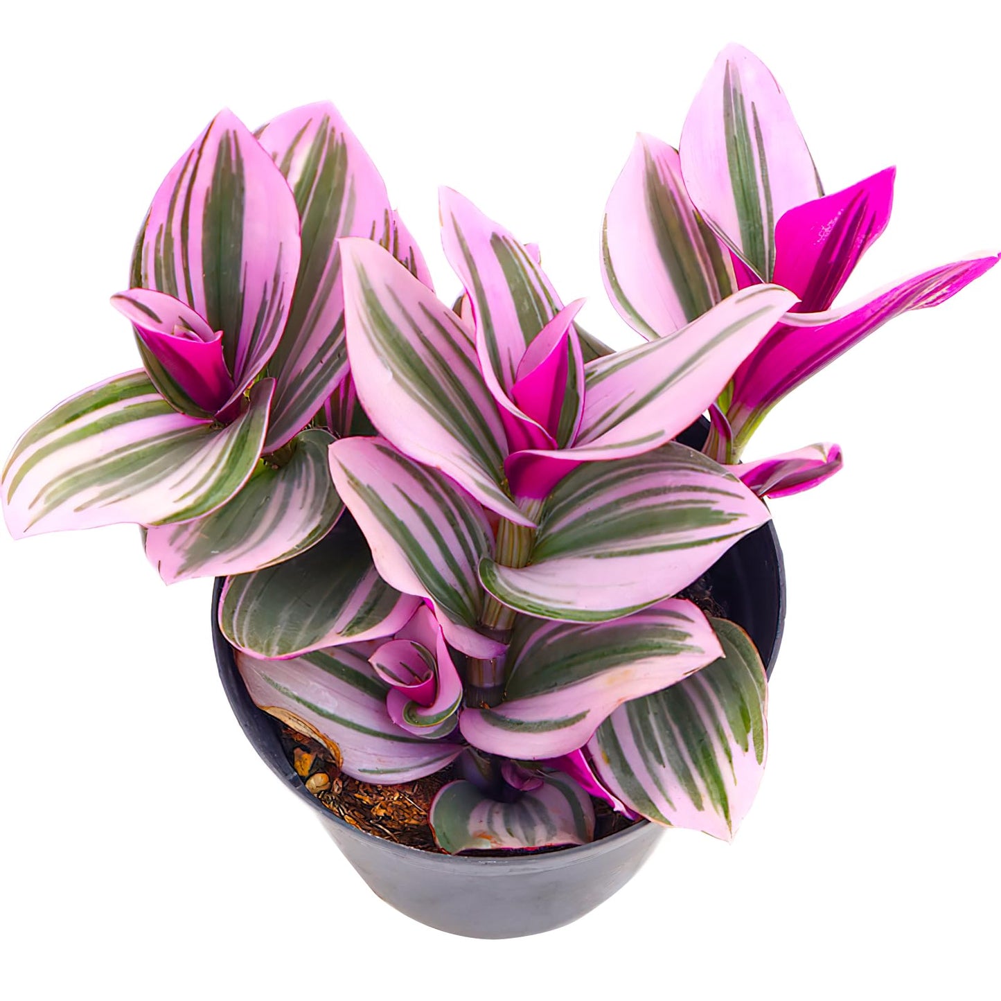 Sprout N Green 4'' Sedum lucidum Obesum, Live Succulent Fully Rooted in Pots with Soil Mix, Rare House Plant for Home Office Indoor Outdoor Wedding Decor, DIY Projects, Party Favor