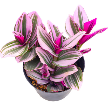 Sprout N Green 4'' Sedum lucidum Obesum, Live Succulent Fully Rooted in Pots with Soil Mix, Rare House Plant for Home Office Indoor Outdoor Wedding Decor, DIY Projects, Party Favor