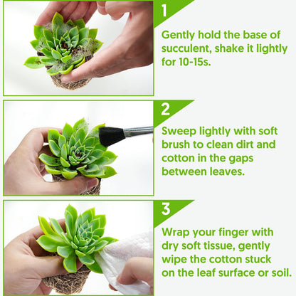 Sprout N Green 4'' Sedum lucidum Obesum, Live Succulent Fully Rooted in Pots with Soil Mix, Rare House Plant for Home Office Indoor Outdoor Wedding Decor, DIY Projects, Party Favor