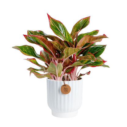 Costa Farms Chinese Evergreen Live Plant in Decorative Pot, Easy to Maintain, Air Purifying Indoor Houseplant, Home, Room, or Office Decor, House Warming or Birthday Gift, 12-18 Inches Tall