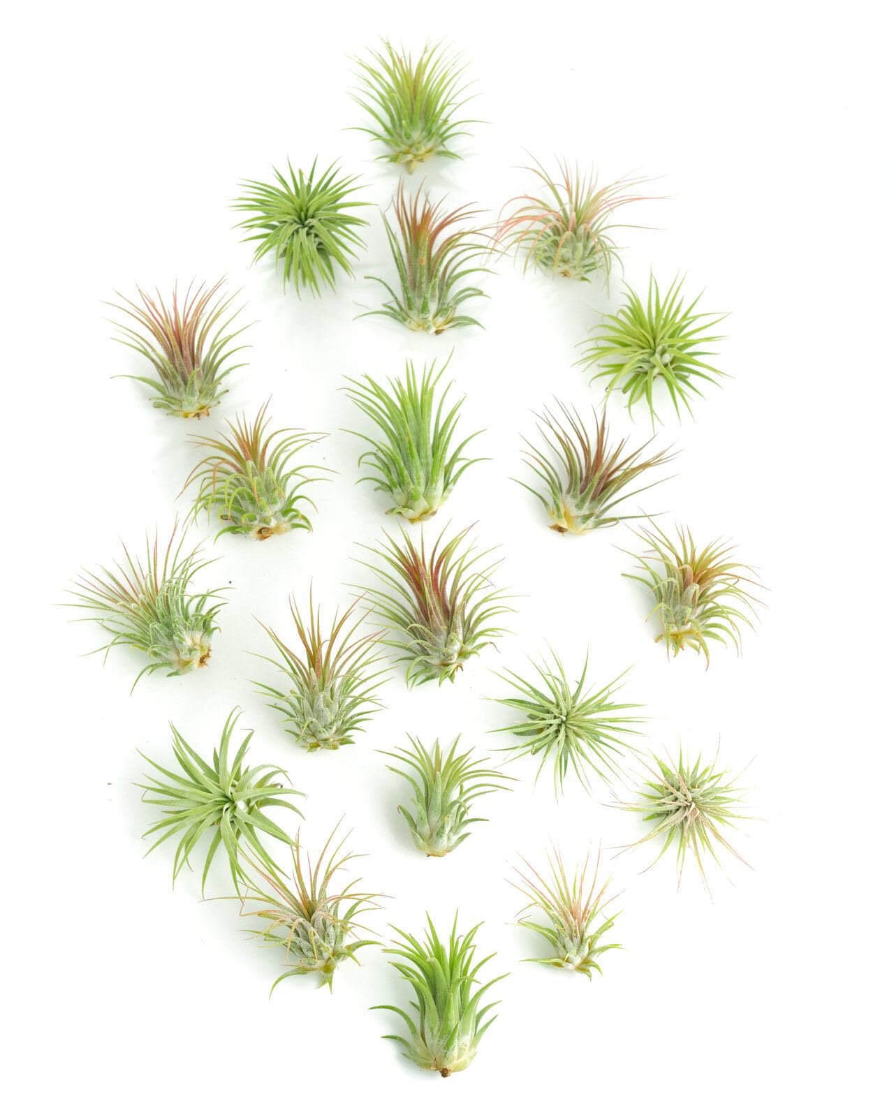 Shop Succulents | Assorted Collection of Tropical Tillandsia Air Plant Kit, Hand Selected Variety Pack | Collection of 12