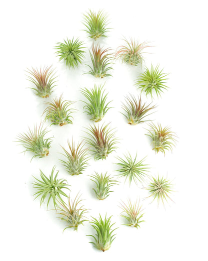 Shop Succulents | Assorted Collection of Tropical Tillandsia Air Plant Kit, Hand Selected Variety Pack | Collection of 12