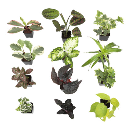 Easy to Grow Houseplants (12 Pack) Live House Plants in Plant Containers, Growers Choice Plant Set in Planters with Potting Soil Mix, Home Décor Planting Kit or Outdoor Garden Gifts by Plants for Pets